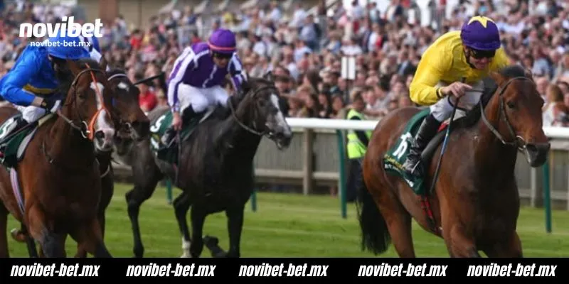 Horse racing is a popular activity enjoyed and studied by many